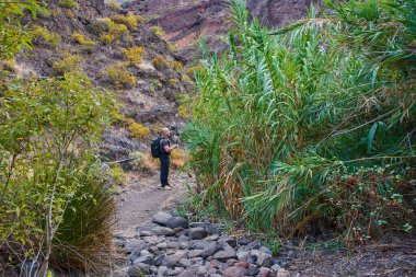 Sırt çantalı erkek yürüyüşçü, Anaga 'daki dev kamış ve volkanik araziyle çevrili kayalık yolda duruyor.