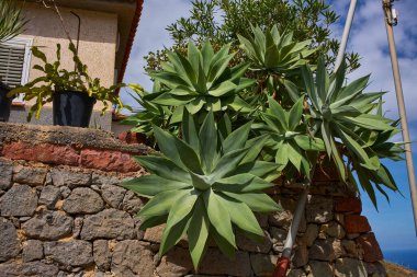 Taganana köyü Anaga Tenerife 'deki geleneksel evin taş duvarında yeşil gül yapraklı sulu bitkiler yetişiyor.