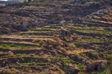 Engebeli uçurumlarla çevrili volkanik Anaga vadisinde küçük teraslı bir dağ çiftliği.