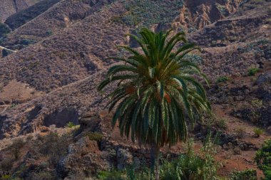 Kanarya adası palmiyesi Anaga Dağları 'ndaki volkanik dağ yamaçlarına karşı yemyeşil yapraklı Phoenix kanaryası