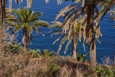 Kanarya adası, Anaga kıyısındaki mavi Atlantik Okyanusu sularına bakan yeşil ve kuru yapraklı palmiye ağaçları ile doludur.