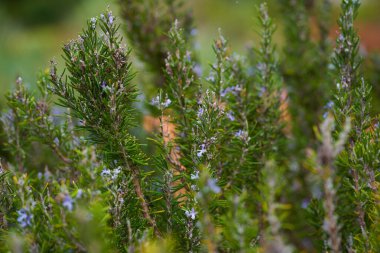 Rosemary Rosmarinus officinalis ile mor mavi çiçekler ve yeşil aromatik yapraklar Tenerife Kanarya Adaları 'nda doğal ortamda çiçek açıyor.