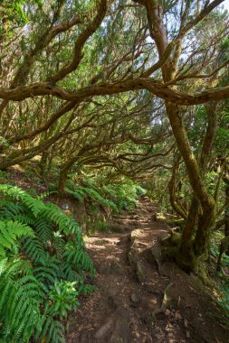 Cesur yürüyüşçüler dolambaçlı yolu takip ederek Tenerifes 'in sisli kalbinin derinliklerine tarih öncesi astropikal ormanlık alana giderler..