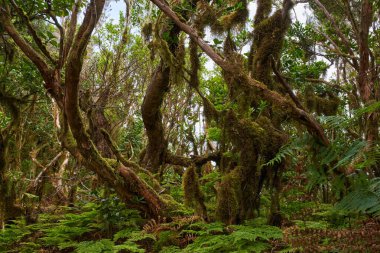 Yosun kaplı defne dalları Anaga 'daki yemyeşil eğreltiotlarından oluşan bir halının üzerindeki sisin içinden uzanır..