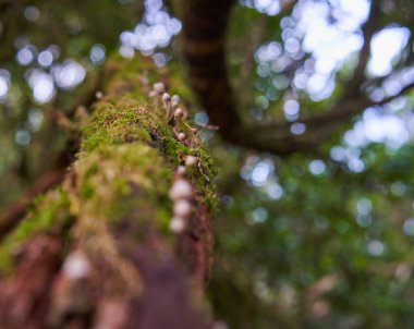 Laurisilva ormanında yosun kaplı defne ağacı kabuğunda yetişen küçük mantarlar Anaga Tenerife 'de bulanık bir geçmişe sahiptir.