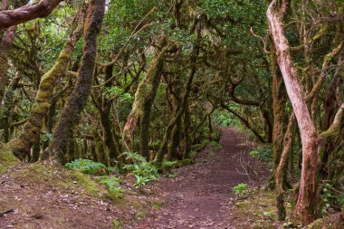 Anaga Kırsal Parkı Tenerife Kanarya Adaları 'nda yosun kaplı ağaçlar ve eğreltiotları ile yoğun Laurisilva ormanlarında gezinen patikalar.