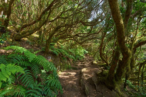 Cesur yürüyüşçüler dolambaçlı yolu takip ederek Tenerifes 'in sisli kalbinin derinliklerine tarih öncesi astropikal ormanlık alana giderler..
