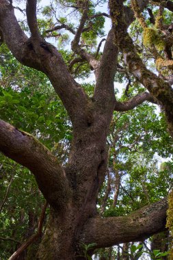 Anaga Ormanı 'ndaki Tenerife Kanarya Adaları' ndan, kıvrık dalları ve yosun kaplı kabuğu olan büyük antik lav ağacı.