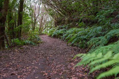 Etrafı eski, yosun kaplı defne ağaçları ve eğreltiotlarıyla çevrili yeşil gölgelik boyunca uzanan dar bir toprak yol..