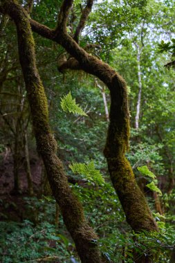 Anaga Kırsal Parkı Tenerife 'nin nemli subtropikal ormanında yoğun eğreltiotu eğreltiotu olan yamuk yosun kaplı lav ağaçları.