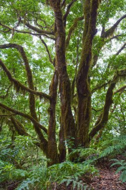 Yosun kaplı defne dalları Anaga 'daki yemyeşil eğreltiotlarından oluşan bir halının üzerindeki sisin içinden uzanır..