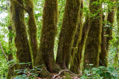 Anaga Kırsal Park Tenerife Kanarya Adaları 'nın nemli subtropikal ormanlarında görülebilir kökleri olan birden fazla yosun kaplı Laurisilva ağacı gövdesi.