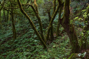 Anaga Kırsal Parkı Tenerife 'nin nemli subtropikal ormanında yoğun eğreltiotu eğreltiotu olan yamuk yosun kaplı lav ağaçları.