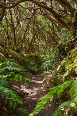 Etrafı eski, yosun kaplı defne ağaçları ve eğreltiotlarıyla çevrili yeşil gölgelik boyunca uzanan dar bir toprak yol..