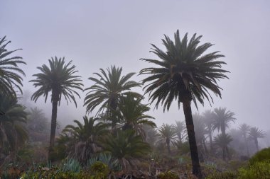 Masca 'nın örtülü yamaçları, yoğun, ruhani bir sis bulutunun ortasında duran izole palmiye ağaçlarını gözler önüne seriyor..