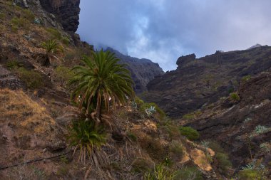 Vadinin dikeyliği ön plandaki yeşil tropik palmiyeler için dramatik bir çerçeve oluşturur..