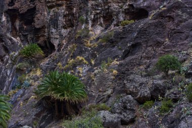 Dikey dramatik uçurumlar ve ön planda palmiye ağaçları olan Masca vadisinin pürüzlü kaya oluşumları