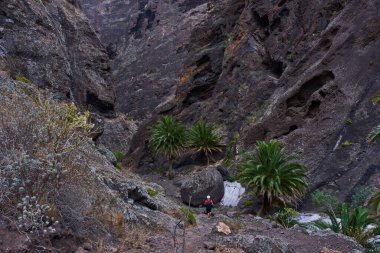 Dikey dramatik uçurumlar ve ön planda palmiye ağaçları olan Masca vadisinin pürüzlü kaya oluşumları