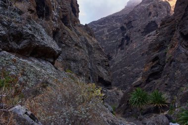 Dikey dramatik uçurumlar ve ön planda palmiye ağaçları olan Masca vadisinin pürüzlü kaya oluşumları