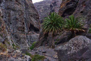 Vadinin dikeyliği ön plandaki yeşil tropik palmiyeler için dramatik bir çerçeve oluşturur..