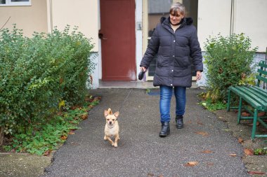 Kıdemli bir kadın, bir sonbahar günü Chihuahua 'sını bir yerleşim yolu boyunca tasmayla gezdiriyor.