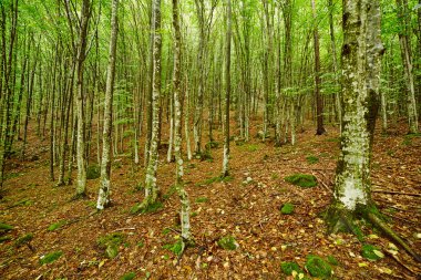 Gürgen ormanı yaz gününde