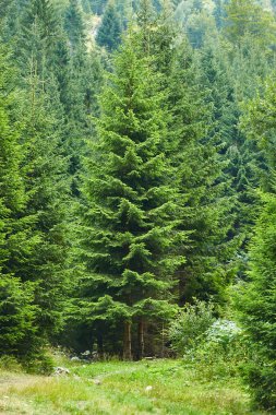 dağlarda çam ormanı