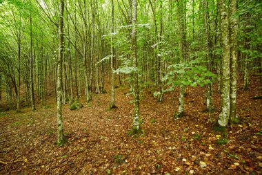 Gürgen ormanı yaz gününde