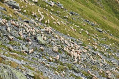 Dağda koyun sürüsü