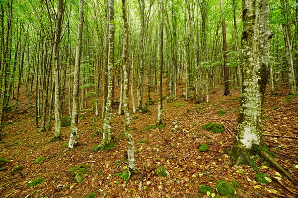 Grab lasu na letnie dni — Zdjęcie stockowe