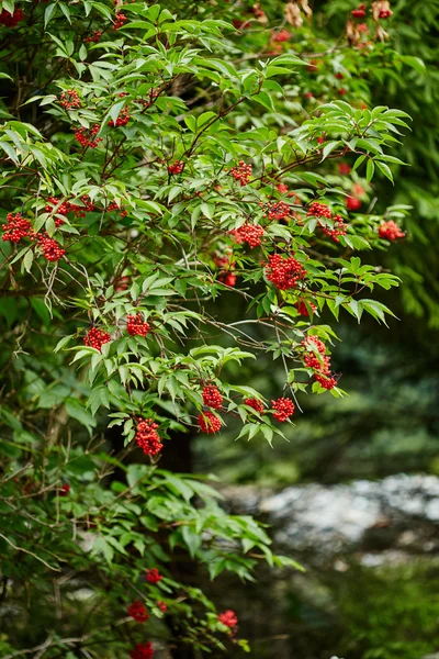 Κόκκινο Rowan μούρα στους κλάδους — Φωτογραφία Αρχείου