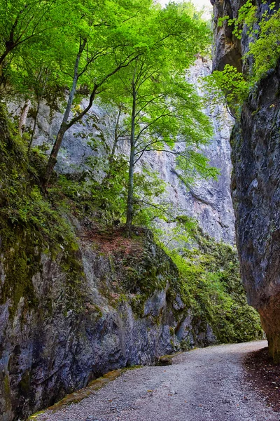 Narrow gorge in Carpathian mountains — Stock Photo, Image