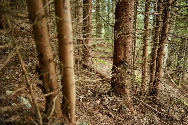 Pine tree trunks — Stock Photo, Image