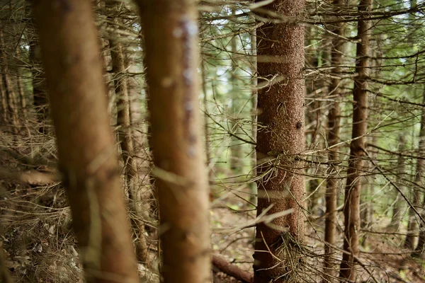 Pine tree trunks — Stock Photo, Image