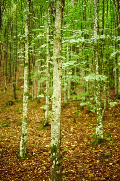 Hornbeam hutan pada hari musim panas — Stok Foto