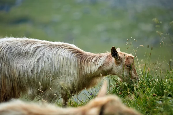 Cabras que pastam em um pasto — Fotografia de Stock