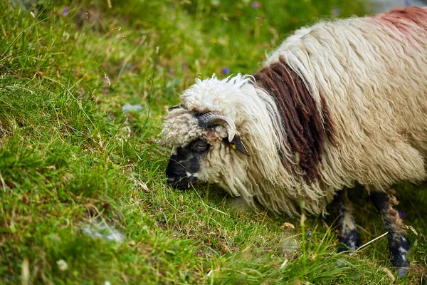 Ovelhas em um pasto nas montanhas — Fotografia de Stock