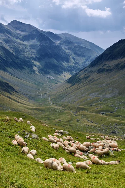 Schafherde auf dem Berg — Stockfoto