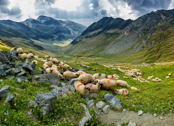 山の羊の群れ — ストック写真