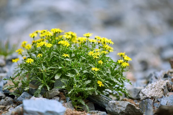 Un mazzo di piccoli fiori di montagna — Foto Stock