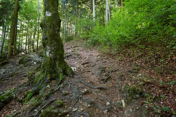 Trilha de montanha através da floresta de faia — Fotografia de Stock