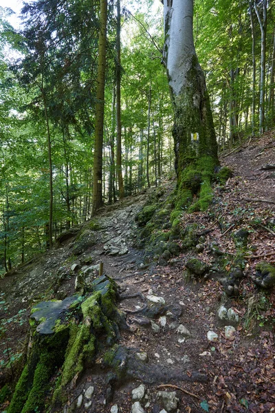Mountain trail through beech forest — Stock Photo, Image