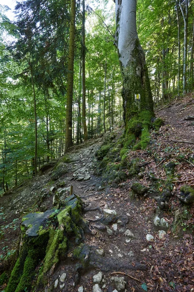 Hoogteweg via beukenbos — Stockfoto