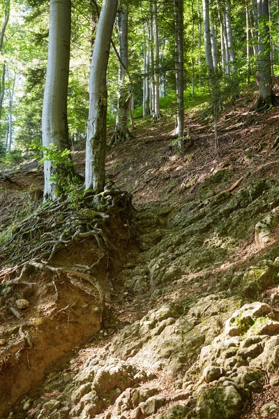 Trail through beech forest — Stock Photo, Image