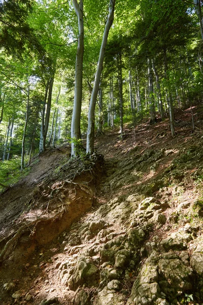 Trail genom bokskogen — Stockfoto
