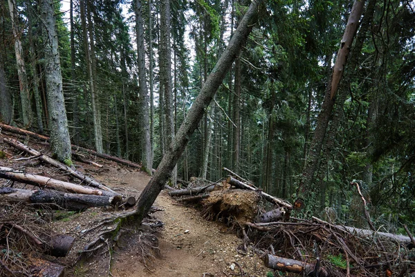 Oude dennenbos — Stockfoto