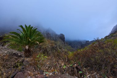 Sisli Masca vadisi, yüksek palmiye ağaçları ve volkanik yamaçlardaki yerli agave bitkilerinin yer aldığı bir yer..