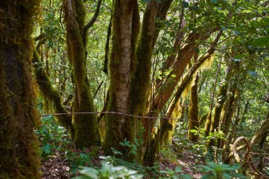 Anaga Kırsal Park Tenerife Kanarya Adaları 'nın nemli subtropikal ormanlarında görülebilir kökleri olan yosun kaplı Laurisilva ağaç gövdelerinin gündüz görüntüsü
