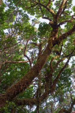 Anaga Kırsal Park Tenerife Kanarya Adaları 'nın nemli subtropikal ormanlarında görülebilir kökleri olan yosun kaplı Laurisilva ağaç gövdelerinin gündüz görüntüsü