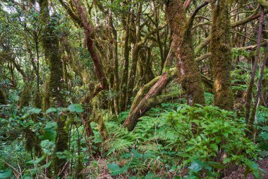 Anaga Kırsal Parkı Tenerife Kanarya Adaları 'nın nemli subtropikal ormanlarında yosun kaplı ağaç gövdeleri ve eğrelti otları ile yoğun Laurisilva Ormanı
